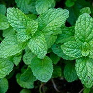 A close-up photograph of fresh, green mint leaves.
