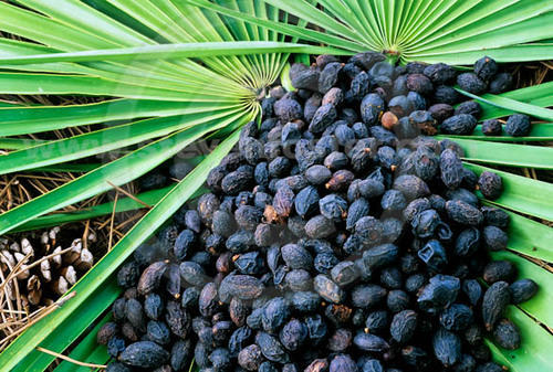 A pile of dark, dried berries resting on a large, green, fanned palm frond.