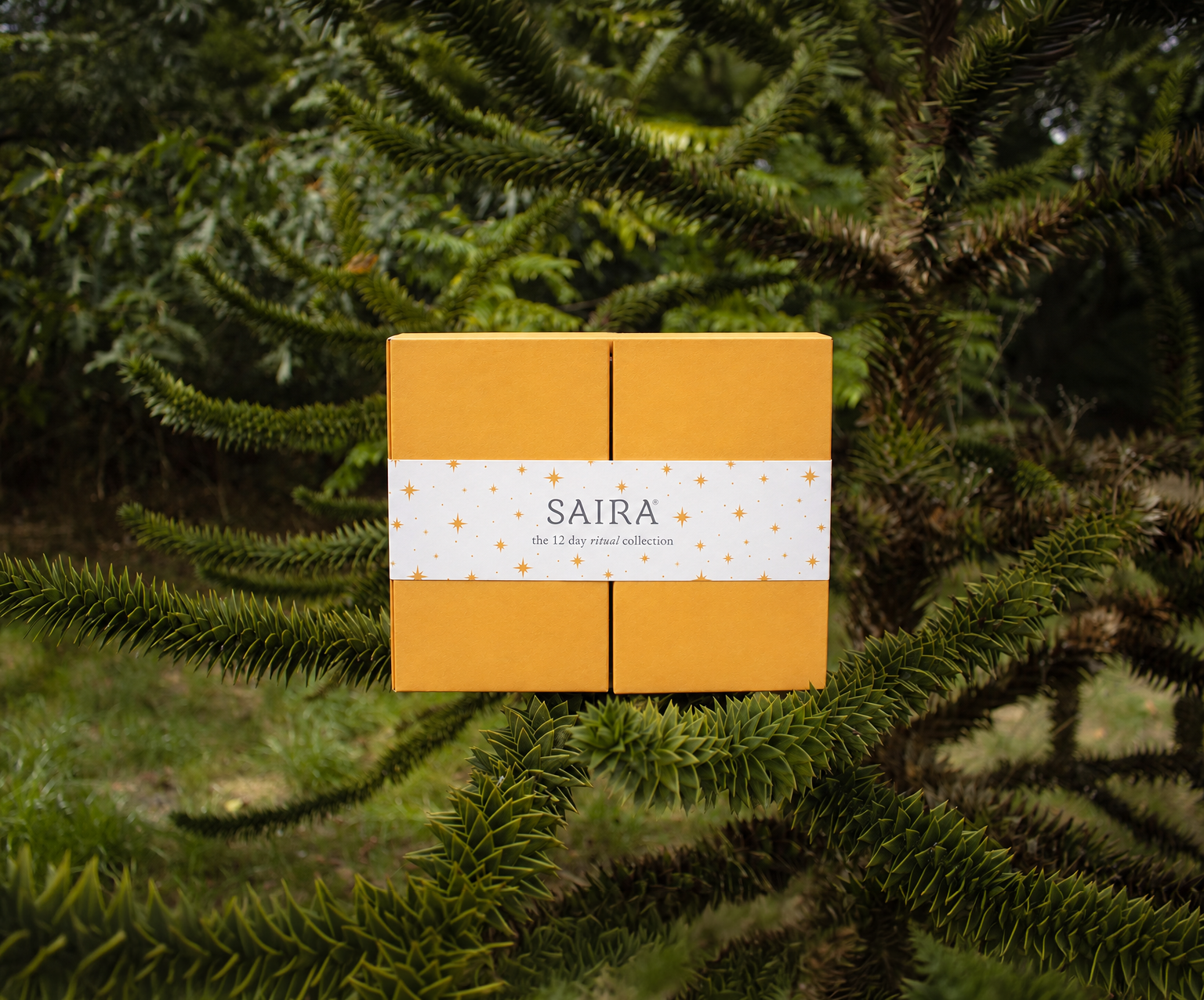 A yellow Saira gift box, 'the 12 day ritual collection,' sitting in spiky evergreen branches.