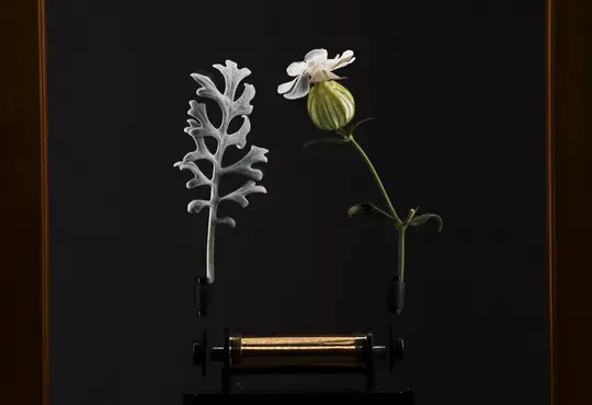 Two plants with different leaves and a white flower, mounted on a black background.