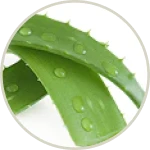 Close-up of aloe vera leaves with water droplets.