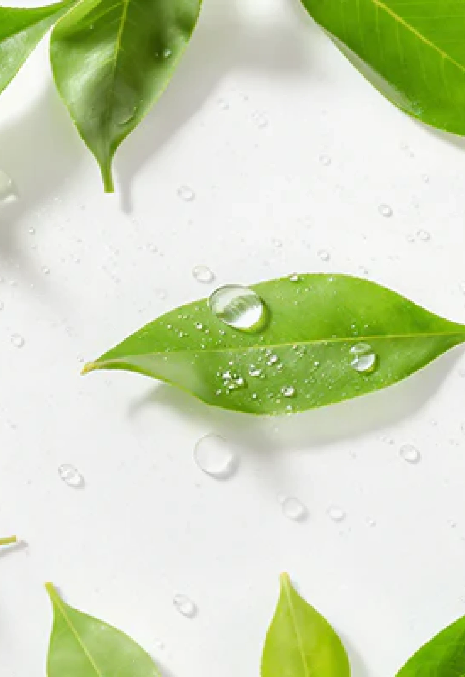 A three-panel collage of close-up images of green plants, including a palm leaf and leaves with water droplets.