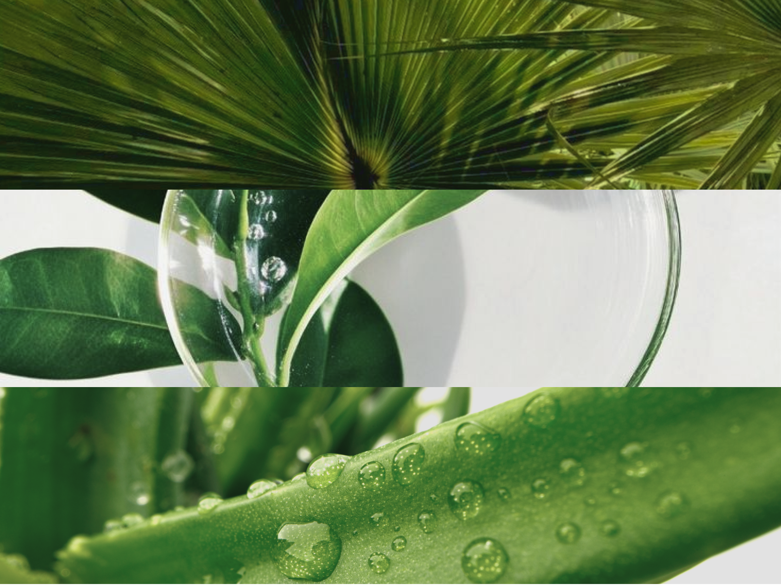 A three-panel collage of close-up images of green plants, including a palm leaf and leaves with water droplets.