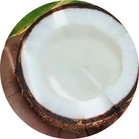 A close-up of a fresh coconut cut in half, held in a hand, showing the meat and water.