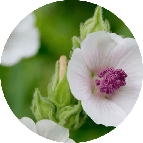 A close-up, circular image of a white flower with a purple center next to green buds.