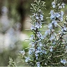 A close-up shot of a flowering rosemary plant with small, light blue blossoms.