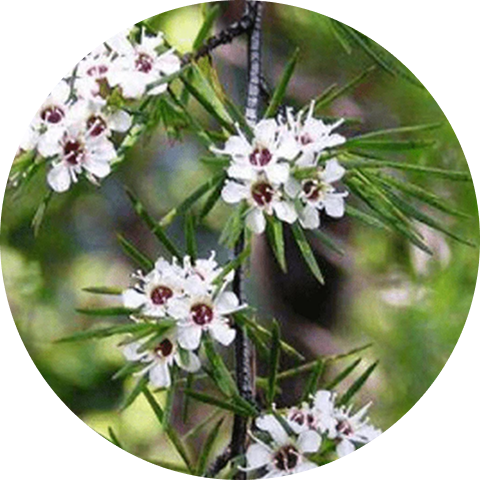 A close-up of a branch with small white flowers with dark centers and needle-like green leaves.