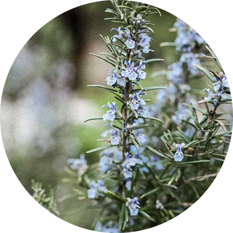 A close-up, circular image of a rosemary plant with small, light blue flowers blooming on the stalk.