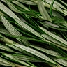 A dense, close-up pile of fresh green rosemary leaves.