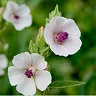 A close-up of two white flowers with purple centers against a soft-focus green background.