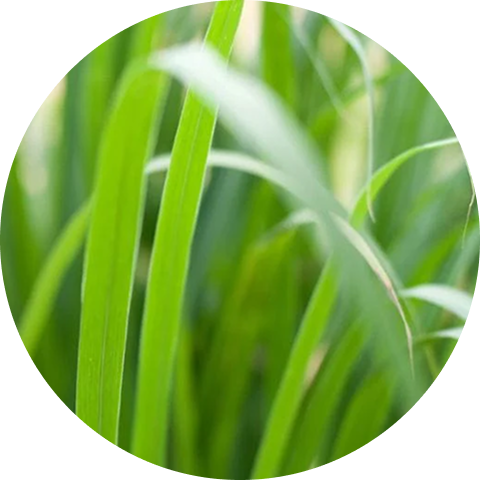 A close-up, circular-cropped image of bright green blades of grass with a shallow depth of field.