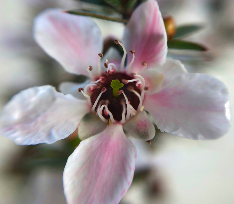 A macro photograph of a single small flower with five white and pink petals and a dark center.