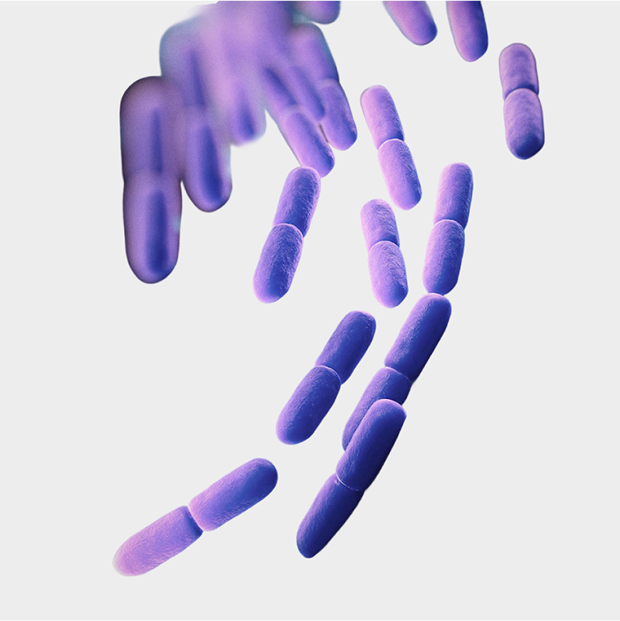 Purple rod-shaped bacteria on a white background.