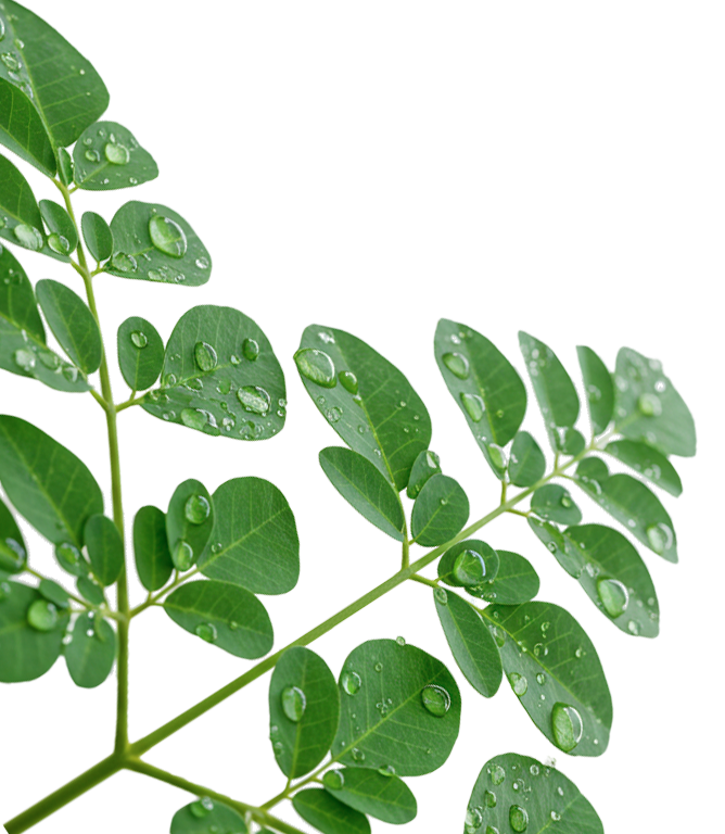 Green leaves with water droplets on a light background.