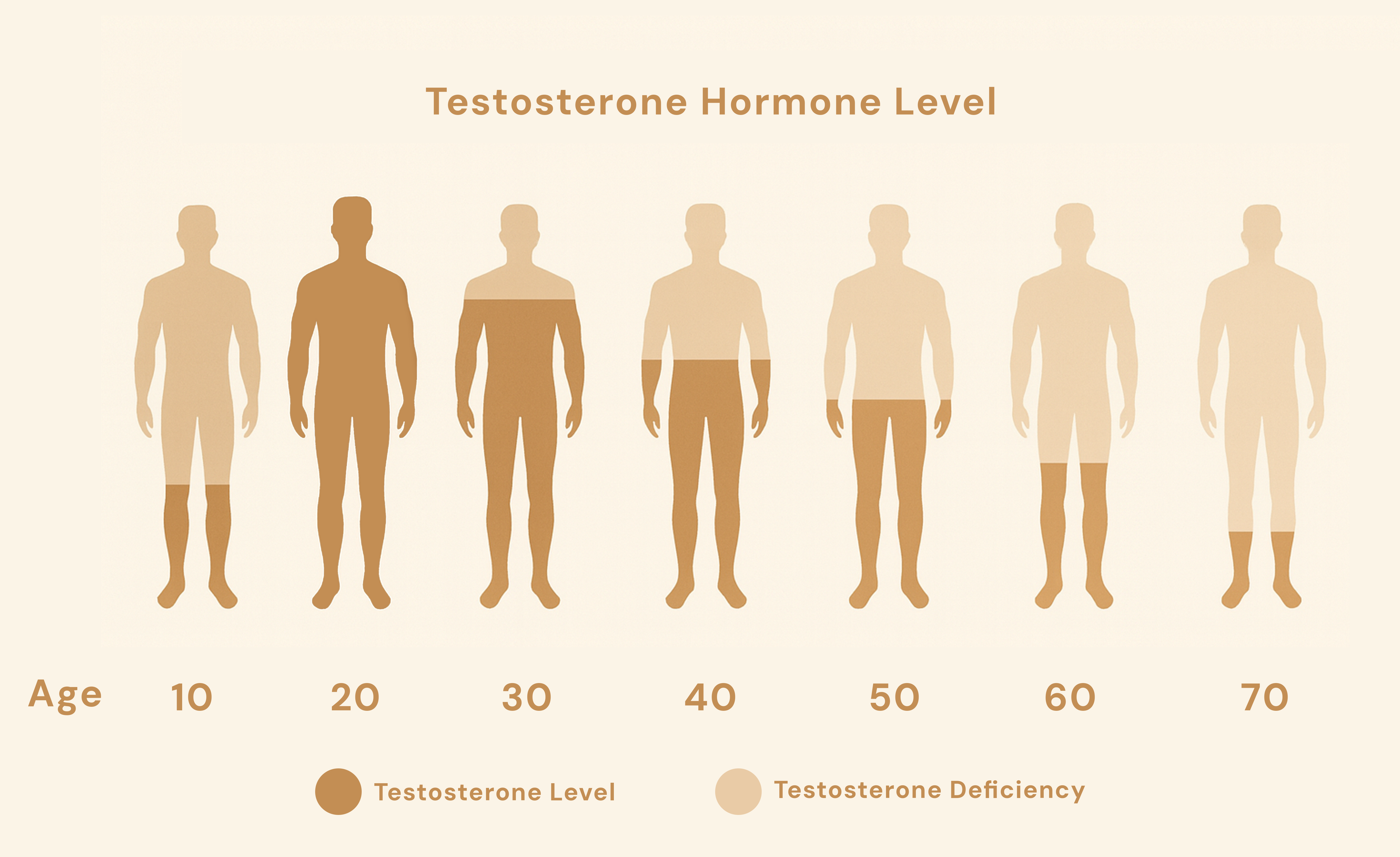 Diagram showing testosterone levels across different ages from 10 to 70.