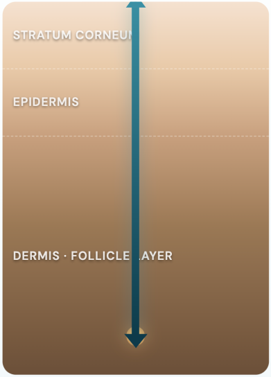 A diagram showing the different layers of skin, including the stratum corneum, epidermis, and dermis.