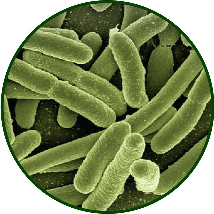 A colorized electron microscope image showing a cluster of rod-shaped bacteria inside a circular frame.