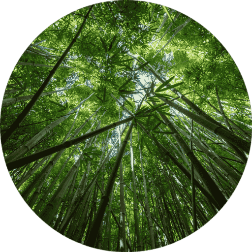 A circular, low-angle shot looking up through a dense, green bamboo forest toward the sunlit sky.