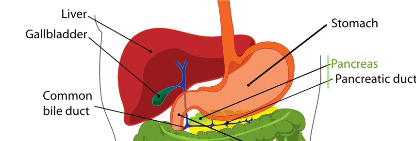 Weve Been There & Flushed The Gallstones
