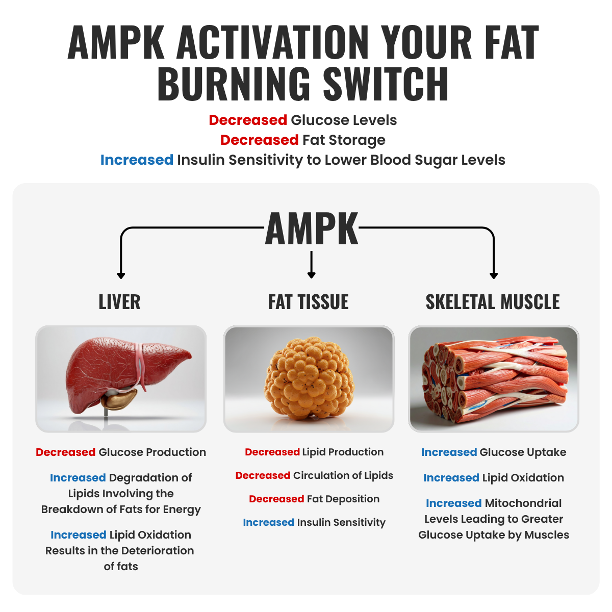 Infographic on AMPK activation effects on liver, fat tissue, and skeletal muscle.