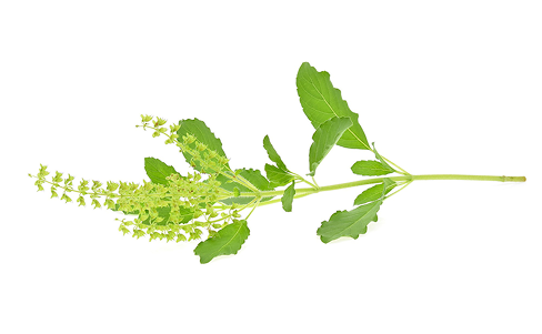 Green plant stem with leaves and small flowers on a white background.