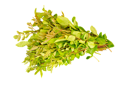 A bunch of fresh green leaves on a white background.