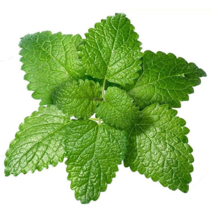 Close-up of a green plant with serrated leaves on a white background.