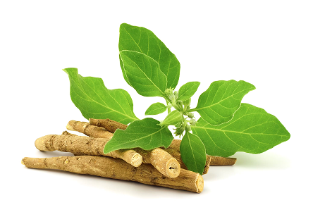 Green leaves and brown roots on a white background.
