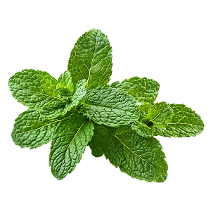 Fresh green mint leaves on a black background.