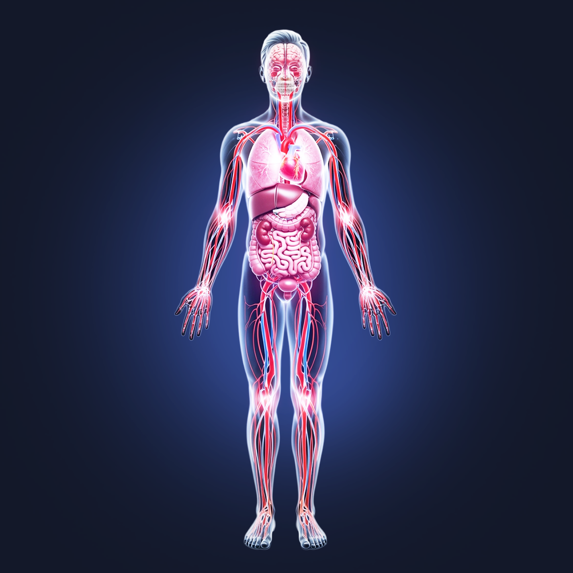 Illustration of human anatomy showing organs and circulatory system.