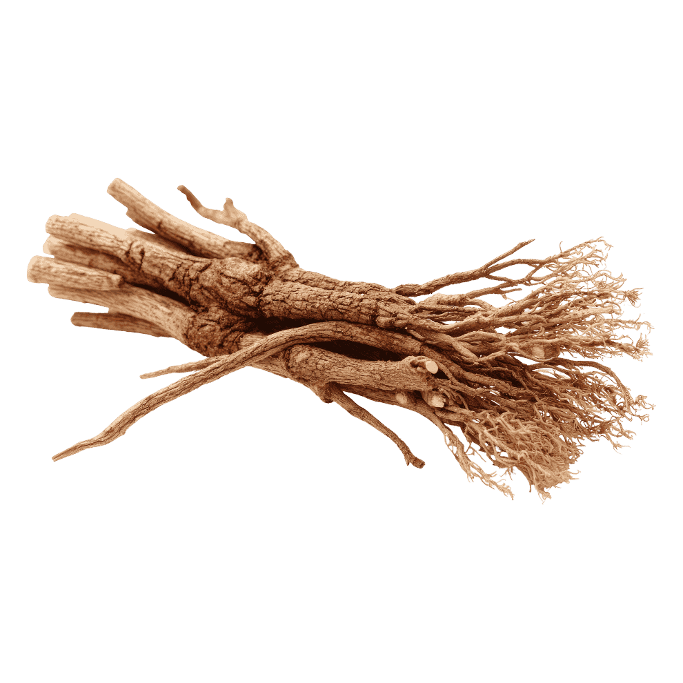 A cluster of dried, woody roots with fine, fibrous ends, isolated on a white background.