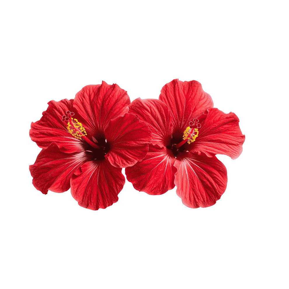Two vibrant red hibiscus flowers with yellow stamens isolated on a plain white background.