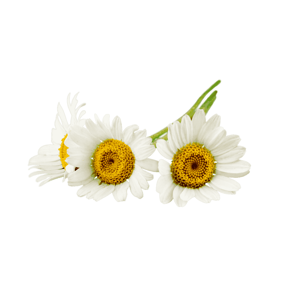 A close-up of three white and yellow chamomile flowers with green stems on a white background.