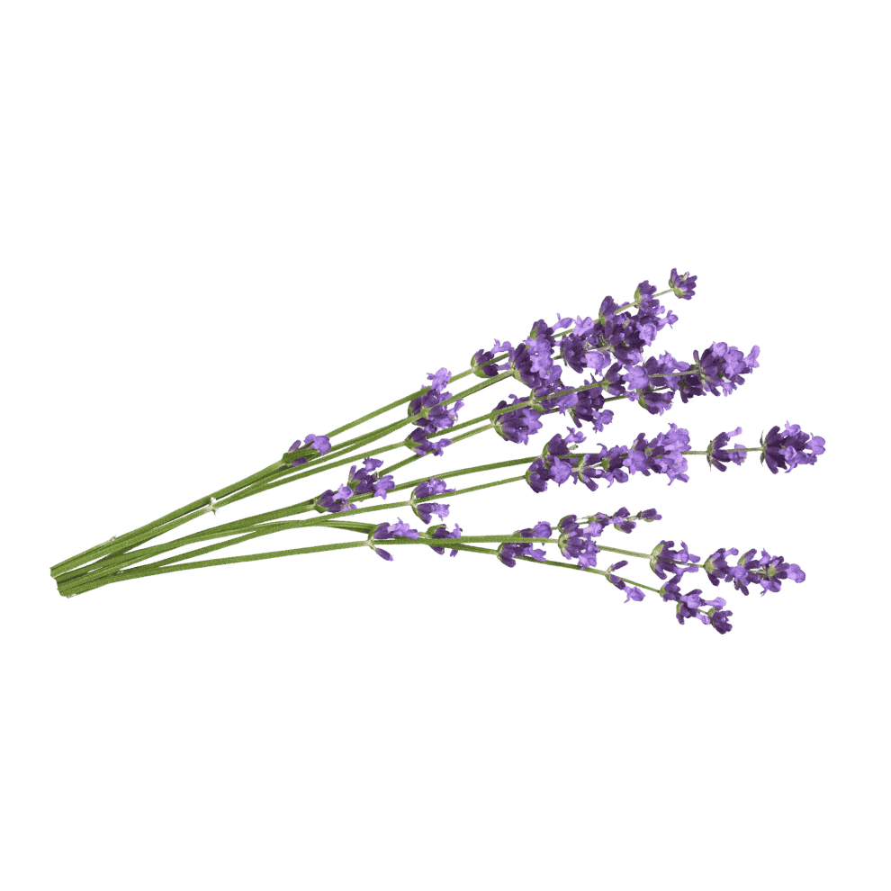A small bunch of lavender sprigs with purple flowers and green stems, on a dark green background.