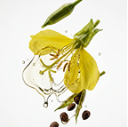 A yellow flower with a seed pod, seeds, and a splash of clear oil on a white background.