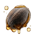 A single, dark brown nut covered in dripping golden oil against a white background.