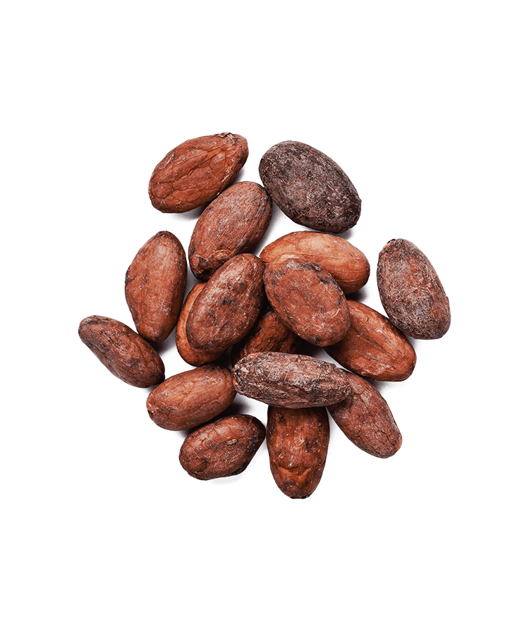 A cluster of brown cocoa beans on a white background.