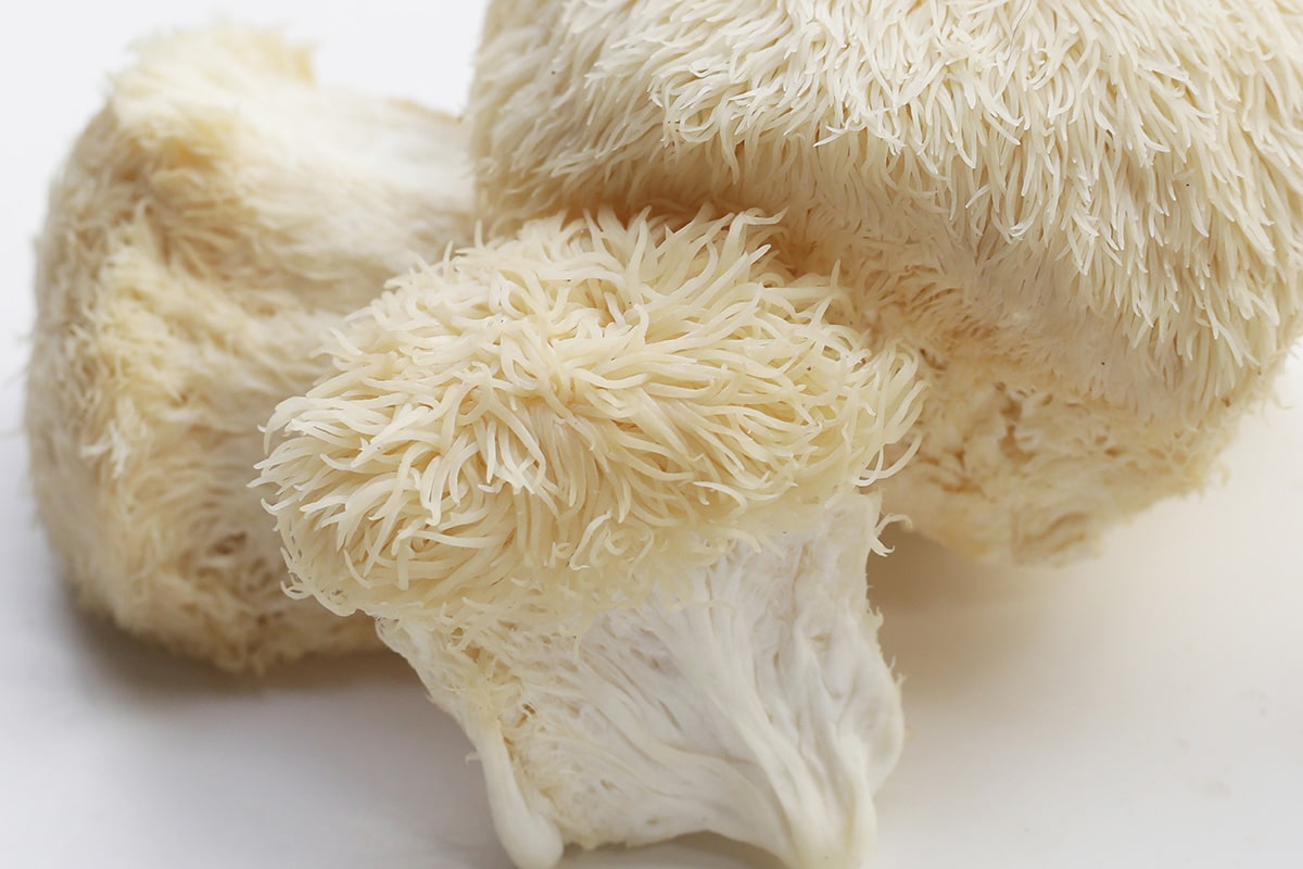 Close-up of a white, shaggy mushroom with hair-like strands.
