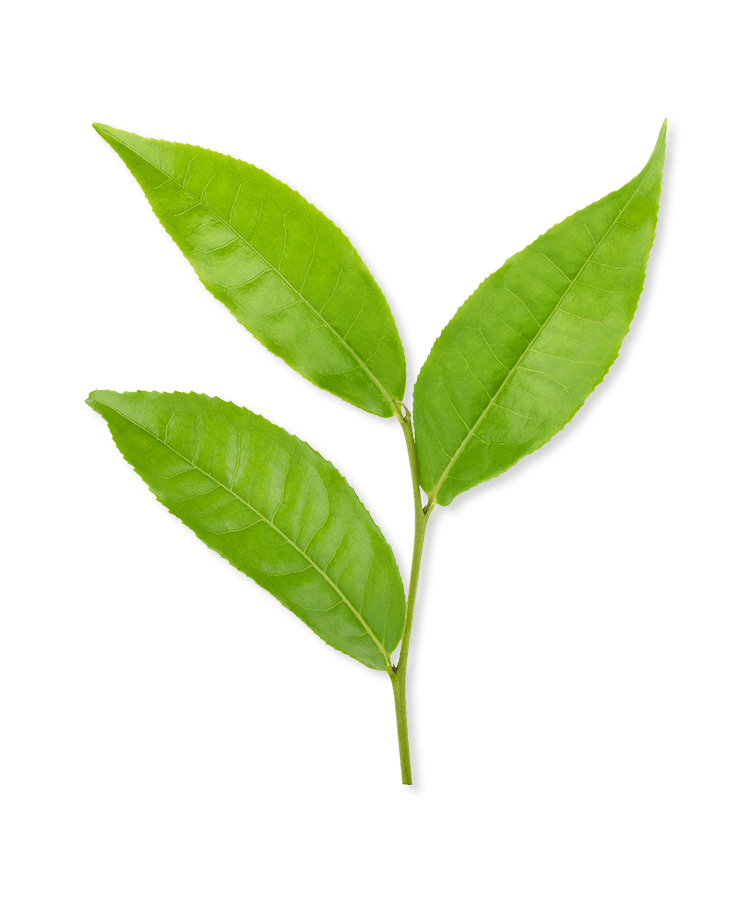 Three green leaves on a single stem against a white background.