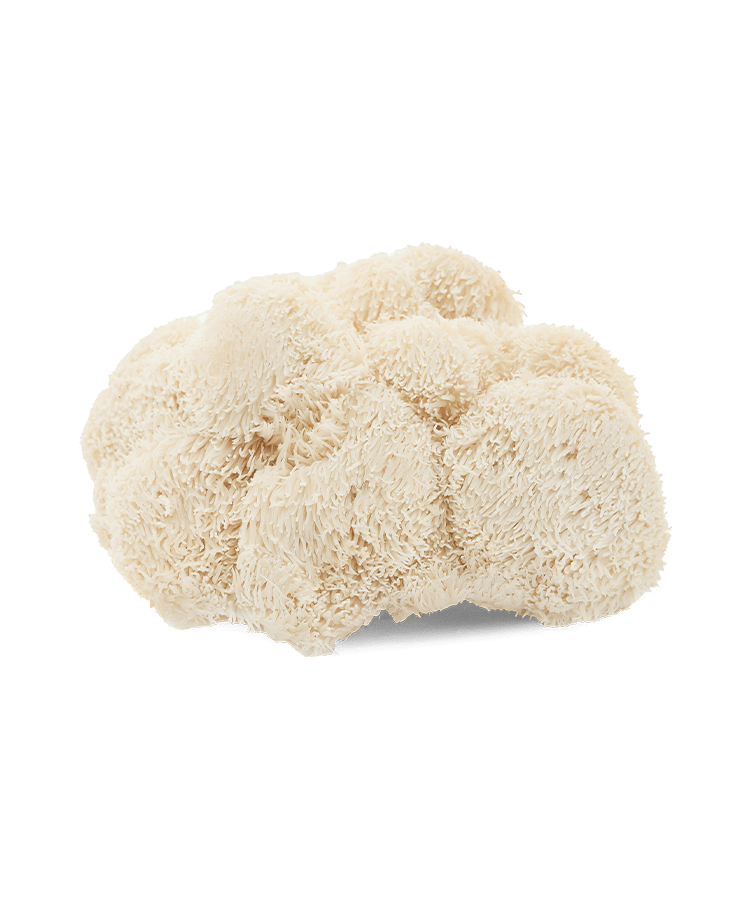 White, fluffy, textured object resembling a mushroom on a plain background.