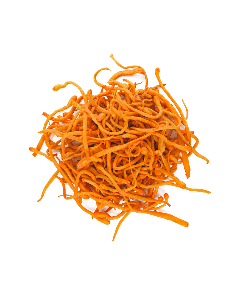 A pile of orange, thin, twisted objects on a white background.