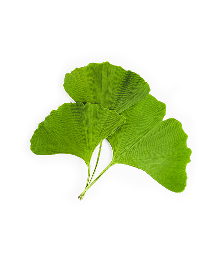 Three green ginkgo leaves on a white background.