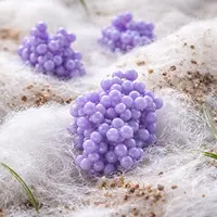 A close-up of three clusters of small, purple, bead-like spheres resting on a white, fluffy surface.