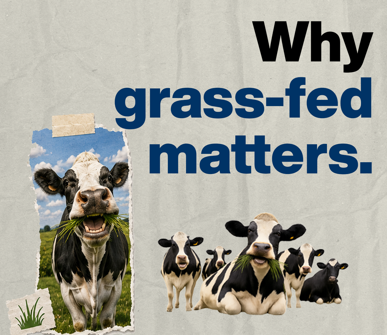 An image of cows eating grass with the text, 'Why grass-fed matters.'