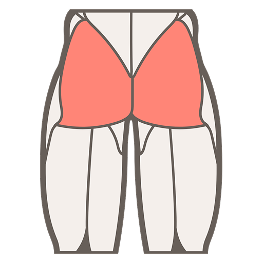 muscle image