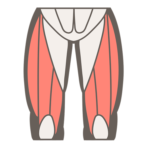 muscle image