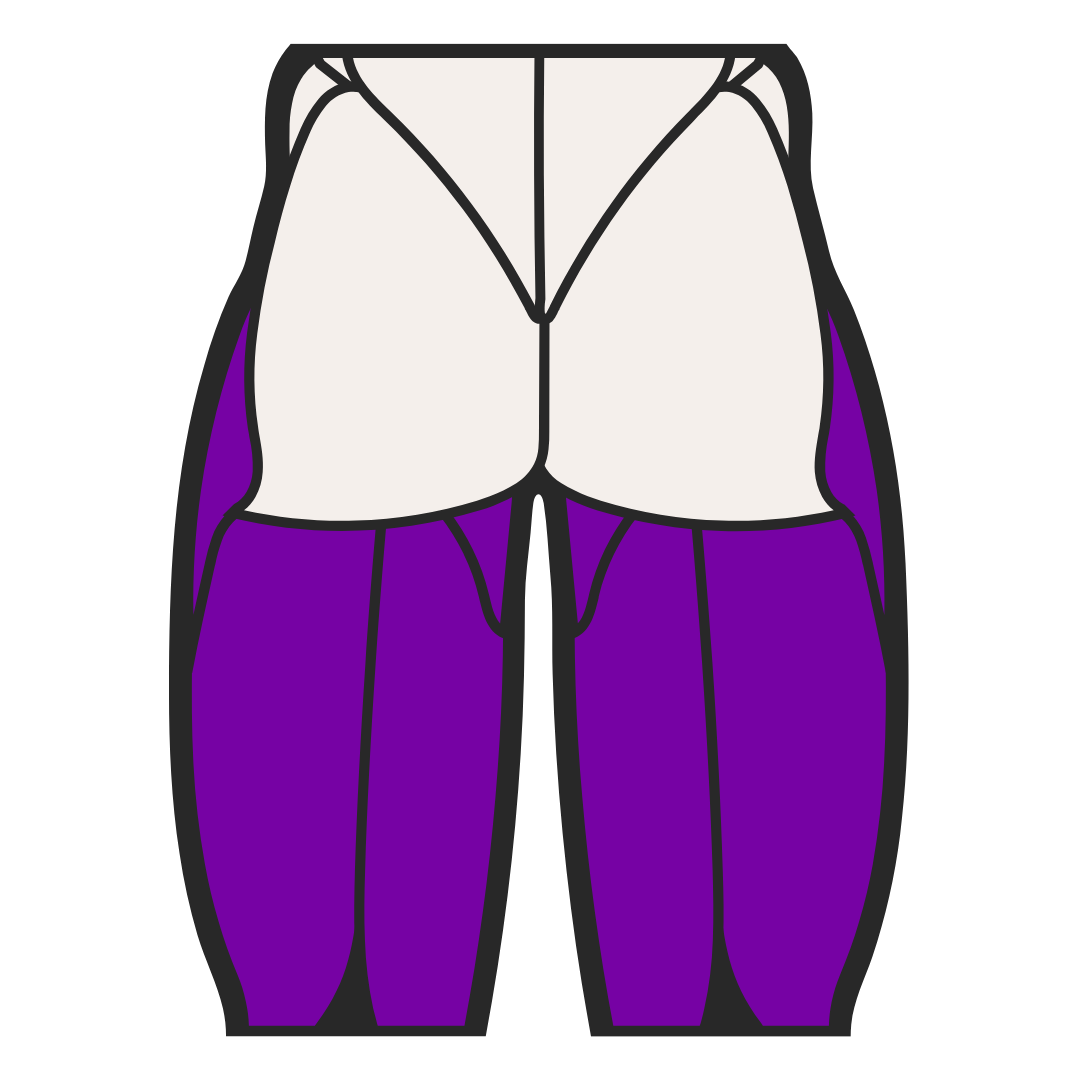 Illustration of human leg muscles in purple and white.