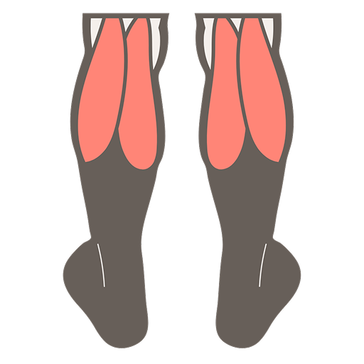 muscle image