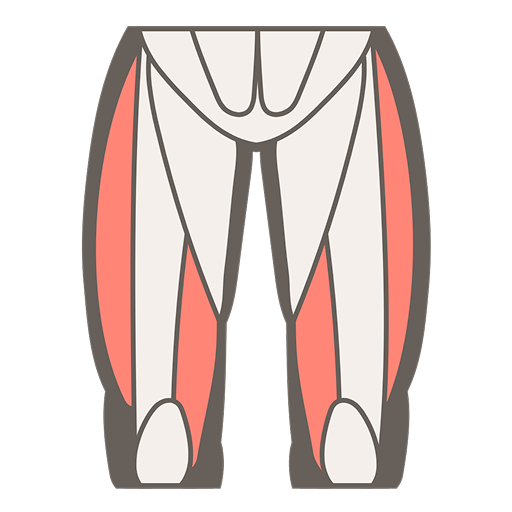 muscle image