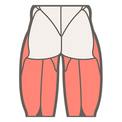 muscle image